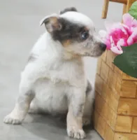 Sparkle, a female Australian Shepherd and Labrador Retriever for sale in Howell, MI – Photo 5 of 6