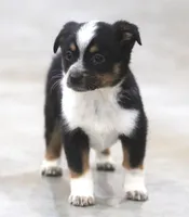 Maize, a female Australian Shepherd and Labrador Retriever for sale in Howell, MI – Photo 4 of 4