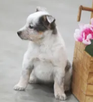 Sparkle, a female Australian Shepherd and Labrador Retriever for sale in Howell, MI – Photo 6 of 6