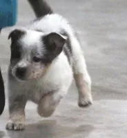 Sparkle, a female Australian Shepherd and Labrador Retriever for sale in Howell, MI – Photo 2 of 6