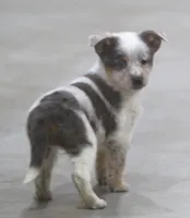 Sparkle, a female Australian Shepherd and Labrador Retriever for sale in Howell, MI – Photo 3 of 6