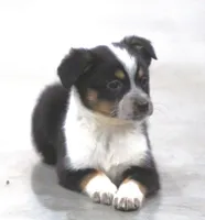 Maize, a female Australian Shepherd and Labrador Retriever for sale in Howell, MI – Photo 2 of 4