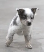 Sparkle, a female Australian Shepherd and Labrador Retriever for sale in Howell, MI – Photo 4 of 6