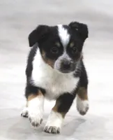 Maize, a female Australian Shepherd and Labrador Retriever for sale in Howell, MI – Photo 3 of 4
