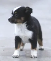 Maize, a female Australian Shepherd and Labrador Retriever for sale in Howell, MI – Photo 1 of 4