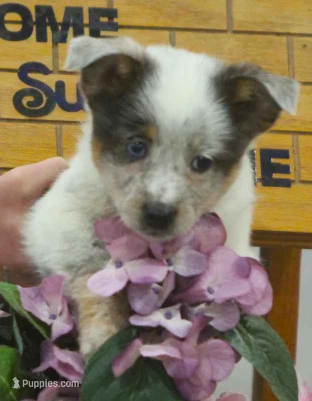 Sparkle – Australian Shepherd, Labrador Retriever puppy for sale in Howell, MI