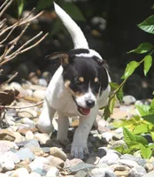 Sunny, a female Jack Russell Terrier and Toy Fox Terrier for sale in Lansing, MI – 4 of 7