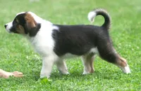Noah, a male Border Collie and Labrador Retriever for sale in Lansing, MI – 6 of 8