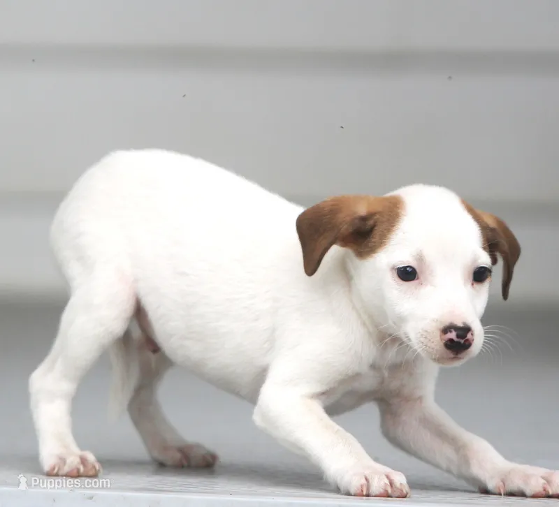 Rocket – Jack Russell Terrier, Toy Fox Terrier puppy for sale in Lansing, MI