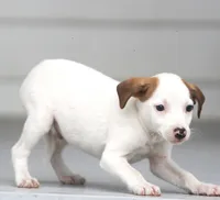 Rocket, a male Jack Russell Terrier and Toy Fox Terrier for sale in Lansing, MI – 1 of 3