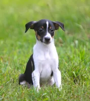 Roku, a male Jack Russell Terrier and Toy Fox Terrier for sale in Lansing, MI – 2 of 6