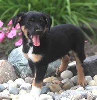 Mooney, a male German Shepherd Dog and Labrador Retriever for sale in Howell, MI – 4 of 4