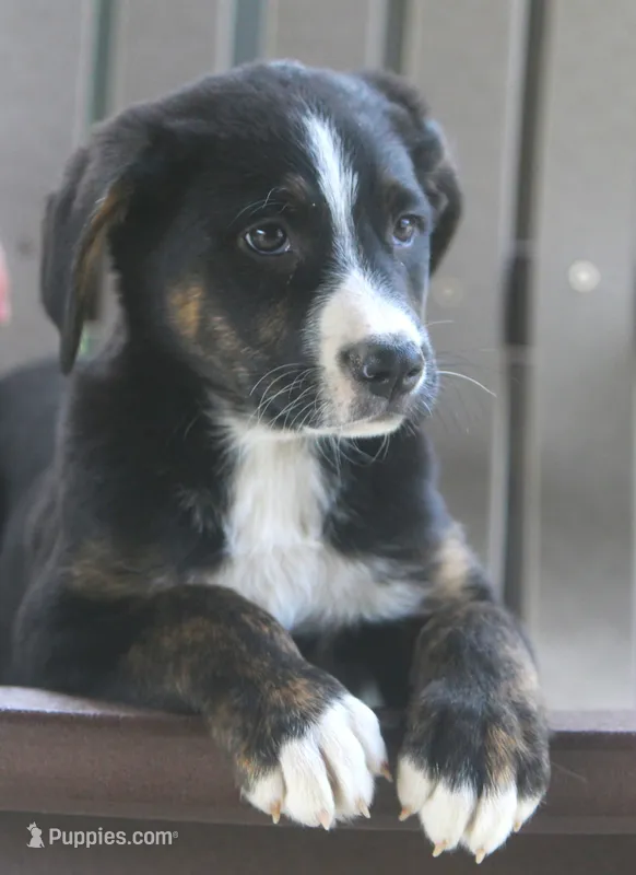Charlie – German Shepherd Dog, Labrador Retriever puppy for sale in Howell, MI