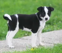 Hooty, a male Jack Russell Terrier and Miniature Pinscher for sale in Howell, MI – 4 of 4