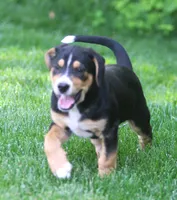 Joey, a male German Shepherd Dog and Labrador Retriever for sale in Howell, MI – 1 of 5