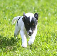 Betty, a female Jack Russell Terrier and Toy Fox Terrier for sale in Lansing, MI – 5 of 5