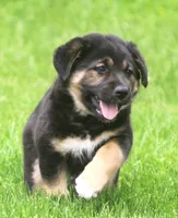 Rex, a male German Shepherd Dog and Golden Retriever for sale in Howell, MI – 2 of 4