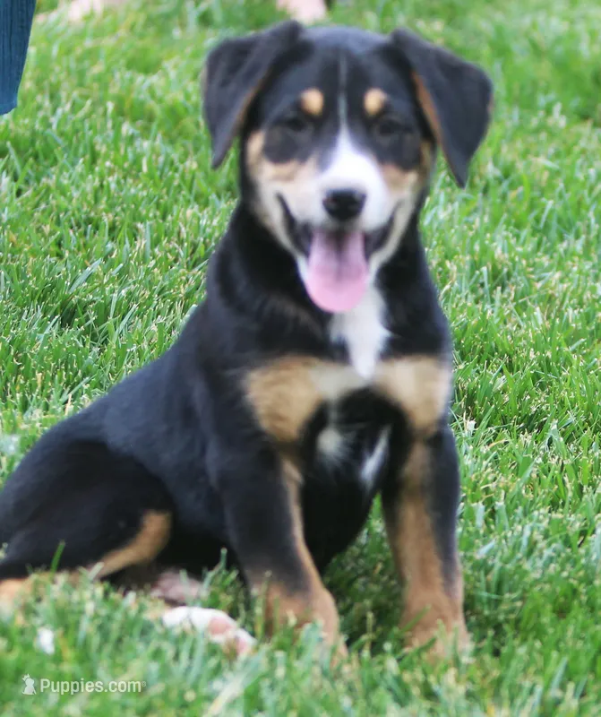 Finn – German Shepherd Dog, Labrador Retriever puppy for sale in Howell, MI