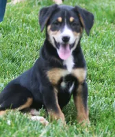 Finn, a male German Shepherd Dog and Labrador Retriever for sale in Howell, MI – 1 of 3