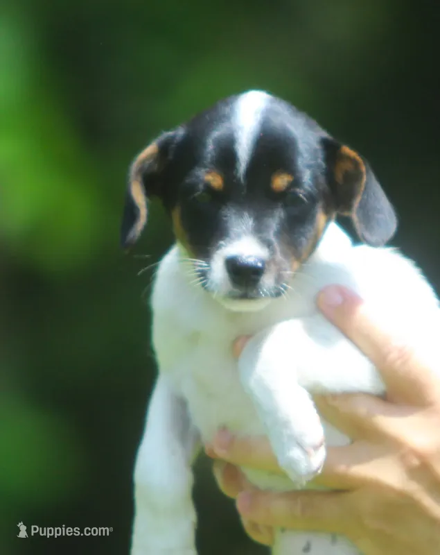 Betty – Jack Russell Terrier, Toy Fox Terrier puppy for sale in Lansing, MI