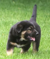 Rex, a male German Shepherd Dog and Golden Retriever for sale in Howell, MI – 4 of 4