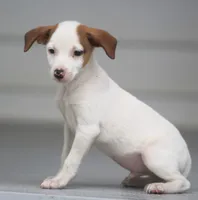 Rocket, a male Jack Russell Terrier and Toy Fox Terrier for sale in Lansing, MI – 3 of 3