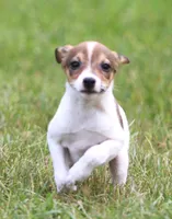 Nina, a female Jack Russell Terrier and Toy Fox Terrier for sale in Lansing, MI – 4 of 4