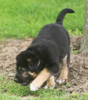 Rex, a male German Shepherd Dog and Golden Retriever for sale in Howell, MI – 3 of 4