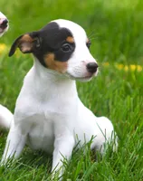 Raina, a female Jack Russell Terrier and Toy Fox Terrier for sale in Lansing, MI – 5 of 9