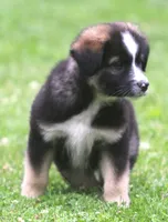 River, a male Border Collie and Labrador Retriever for sale in Lansing, MI – 3 of 6