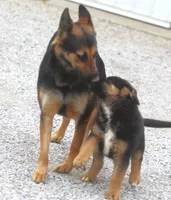 Bear, a male German Shepherd Dog and Bernese Mountain Dog for sale in Howell, MI – Photo 4 of 10