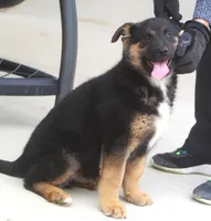 Bear, a male German Shepherd Dog and Bernese Mountain Dog for sale in Howell, MI – Photo 7 of 10