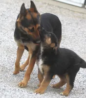 Bear, a male German Shepherd Dog and Bernese Mountain Dog for sale in Howell, MI – Photo 5 of 10