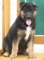 Bear, a male German Shepherd Dog and Bernese Mountain Dog for sale in Howell, MI – Photo 6 of 10