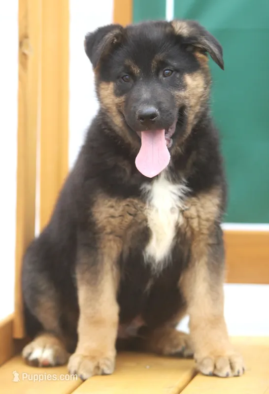Bear – German Shepherd Dog, Bernese Mountain Dog puppy for sale in Howell, MI