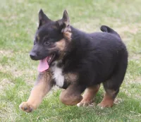 Bear, a male German Shepherd Dog and Bernese Mountain Dog for sale in Howell, MI – Photo 8 of 10