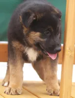 Bear, a male German Shepherd Dog and Bernese Mountain Dog for sale in Howell, MI – Photo 3 of 10