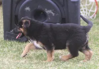 Bear, a male German Shepherd Dog and Bernese Mountain Dog for sale in Howell, MI – Photo 9 of 10