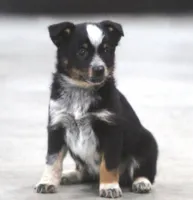 Susie, a female Australian Shepherd and Labrador Retriever for sale in Howell, MI – Photo 1 of 3