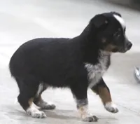 Susie, a female Australian Shepherd and Labrador Retriever for sale in Howell, MI – Photo 3 of 3
