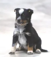 Susie, a female Australian Shepherd and Labrador Retriever for sale in Howell, MI – Photo 2 of 3