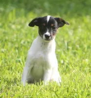 Betty, a female Jack Russell Terrier and Toy Fox Terrier for sale in Lansing, MI – 4 of 5