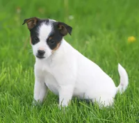 Daisy, a female Jack Russell Terrier and Miniature Pinscher for sale in Howell, MI – 3 of 4
