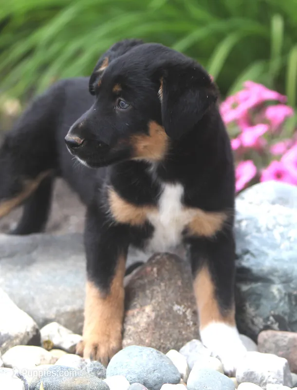 Mooney – German Shepherd Dog, Labrador Retriever puppy for sale in Howell, MI