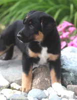 Mooney, a male German Shepherd Dog and Labrador Retriever for sale in Howell, MI – 1 of 4