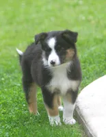 Haley, a female Border Collie and Labrador Retriever for sale in Lansing, MI – 4 of 8