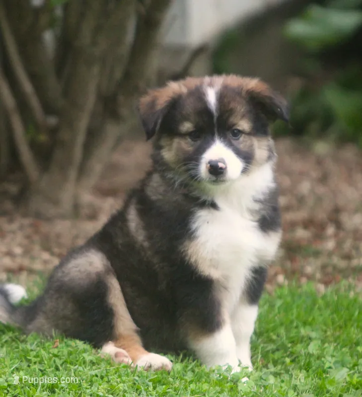 Bailey – Border Collie, Labrador Retriever puppy for sale in Lansing, MI