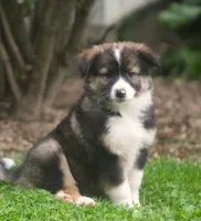 Bailey, a male Border Collie and Labrador Retriever for sale in Lansing, MI – 1 of 4
