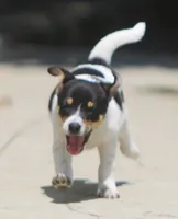 Sunny, a female Jack Russell Terrier and Toy Fox Terrier for sale in Lansing, MI – 2 of 7
