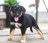 Cooper, a male German Shepherd Dog and Labrador Retriever for sale in Howell, MI – 2 of 2
